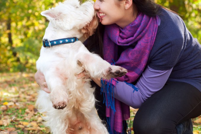 West Highland White Terrier 