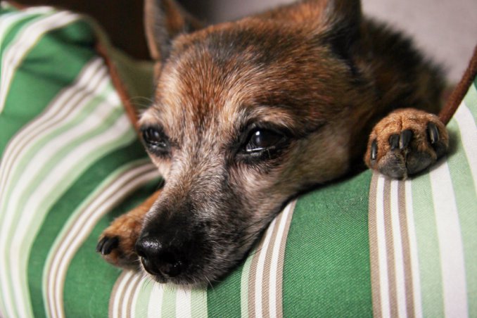 cane, ecologia, cuccia