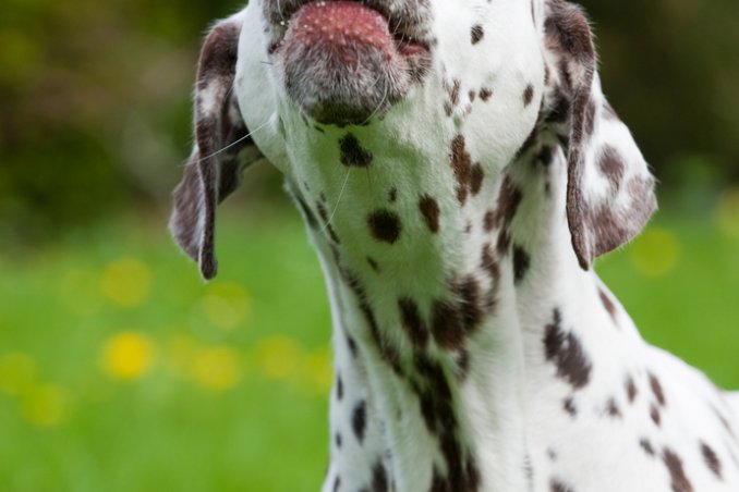 separazione, animali, domestici