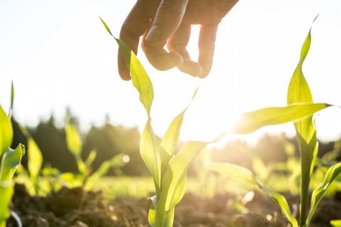 piatti, ingredienti, locali, km0