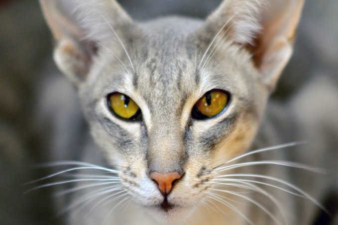 gatto comportamento gesti abitudini