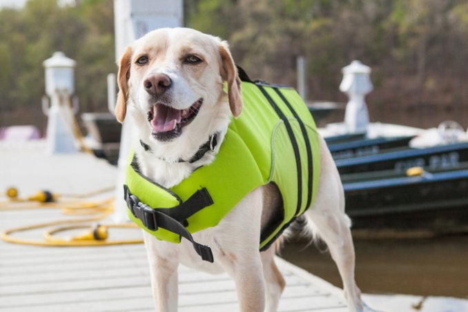 animali, eroi, azioni