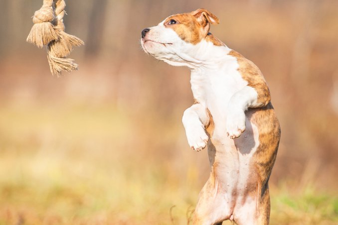 animali, noia, cuccioli