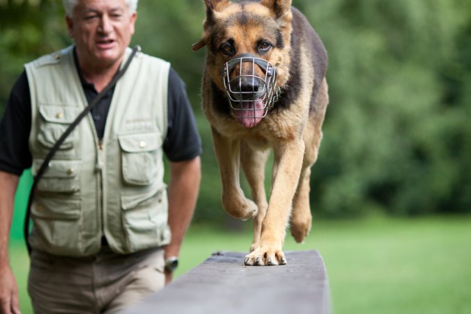 separaziojne, fido, abitudini, equilibrio, casa
