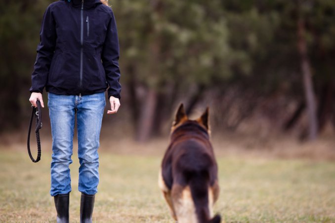 cane, padrone, rapporto