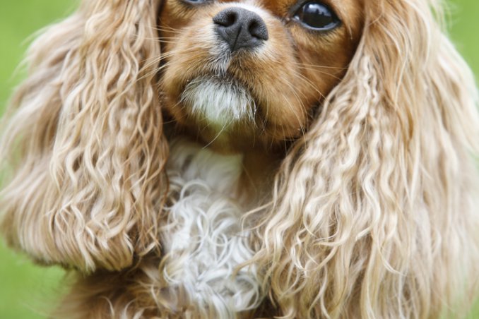 Cavalier King Charles Spaniel