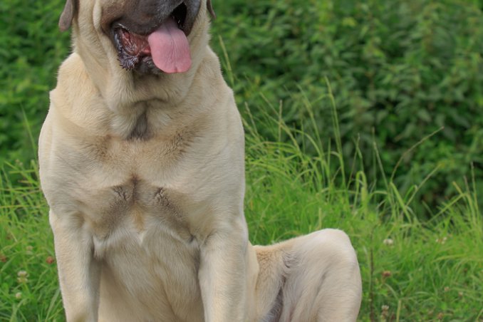Mastiff Inglese