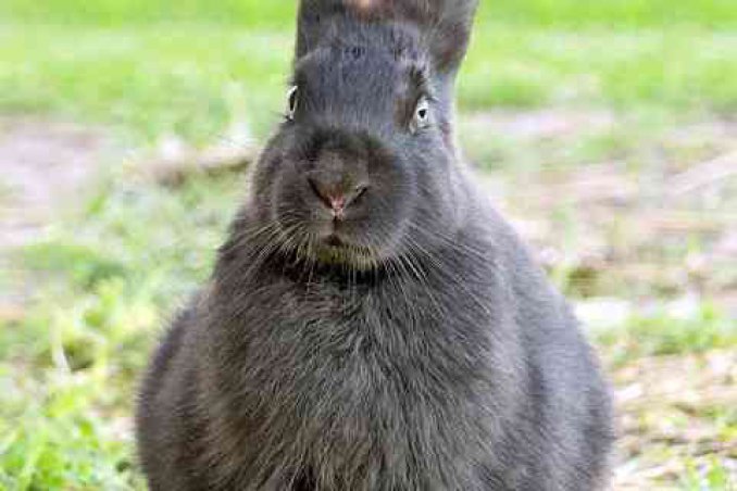 come costruire una gabbia per conigli