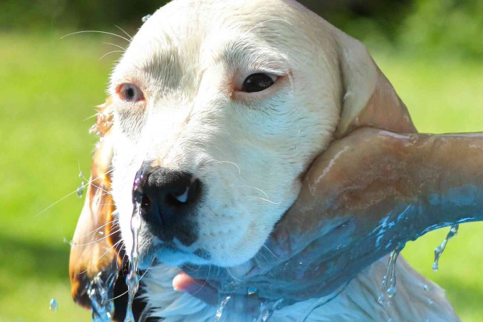 come lavare il cane