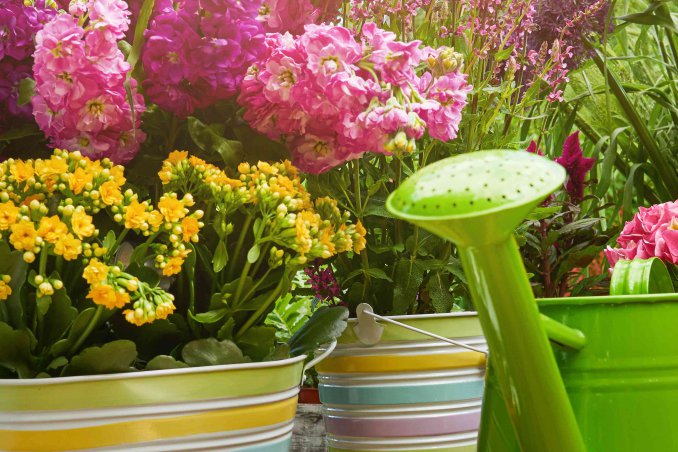 come eliminare i pappataci