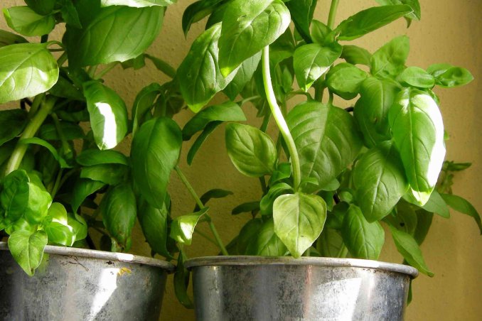 come coltivare il basilico