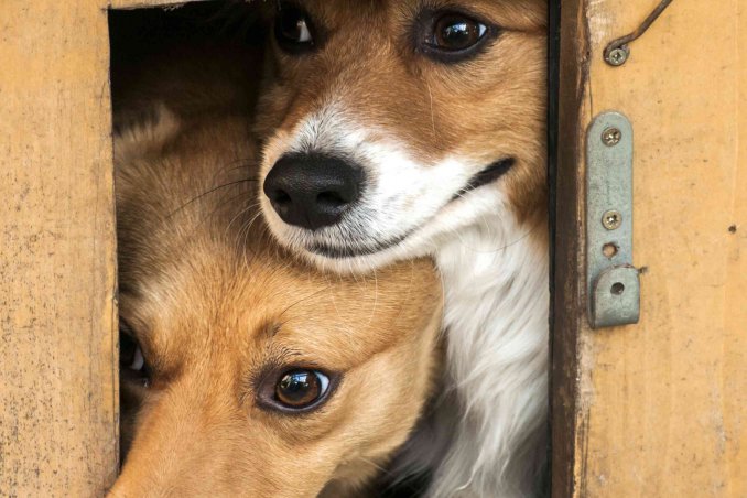 zecche del cane sintomi e rimedi