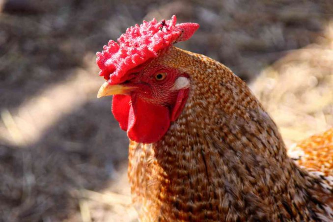 oroscopo cinese gallo