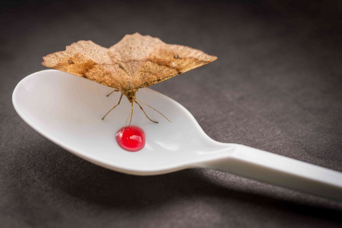 combattere le farfalline o tarme del cibo