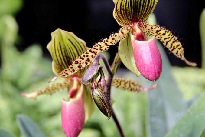 come far rifiorire un'orchidea