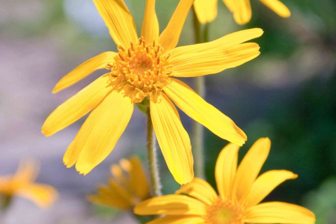 arnica proprietà e benefici