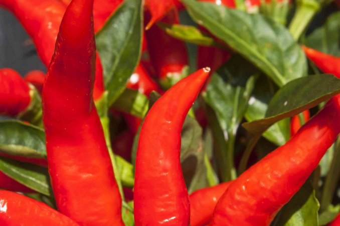 come coltivare il peperoncino in casa