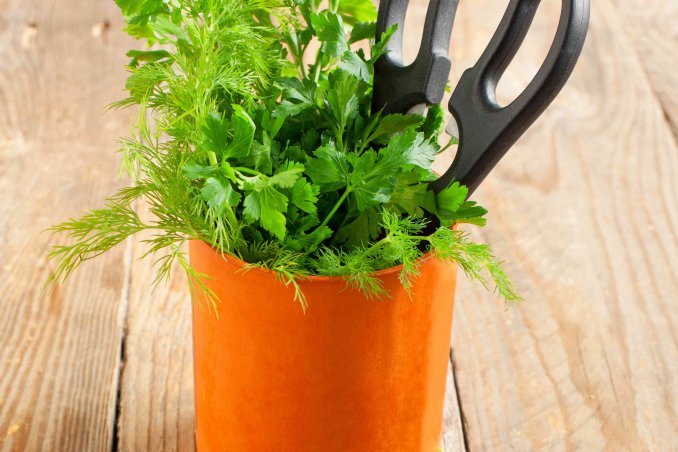 come coltivare il prezzemolo in casa