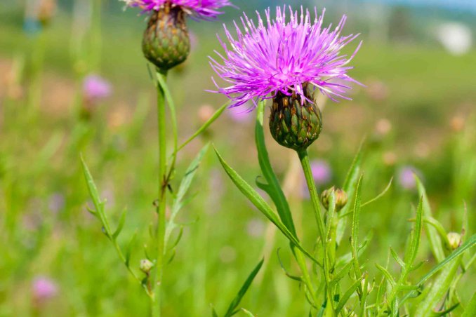 cardo mariano proprietà e controindicazioni