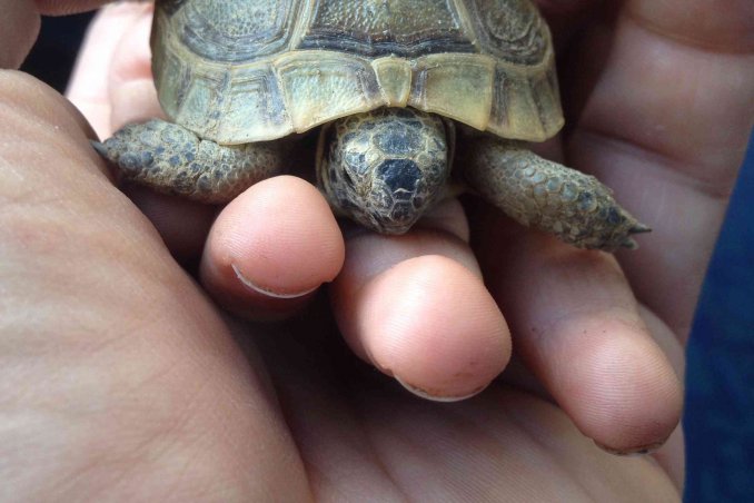 come allevare le tartarughe di terra in giardino