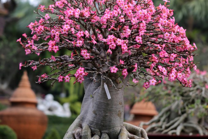 come coltivare i bonsai