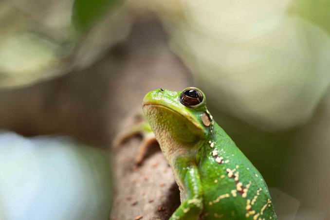 sognare rane significato