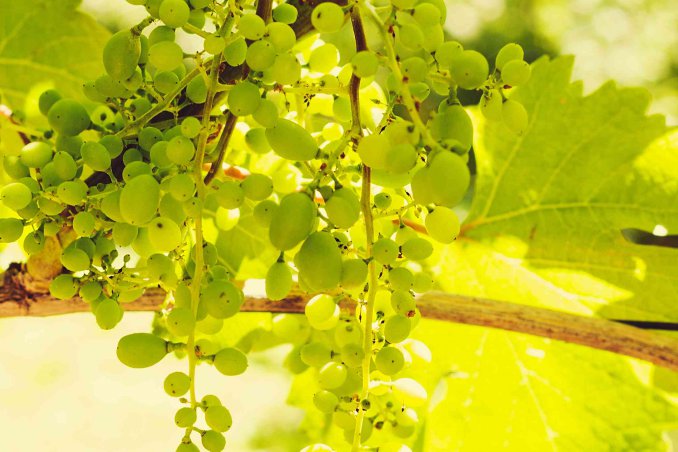 sognare uva bianca cosa significa