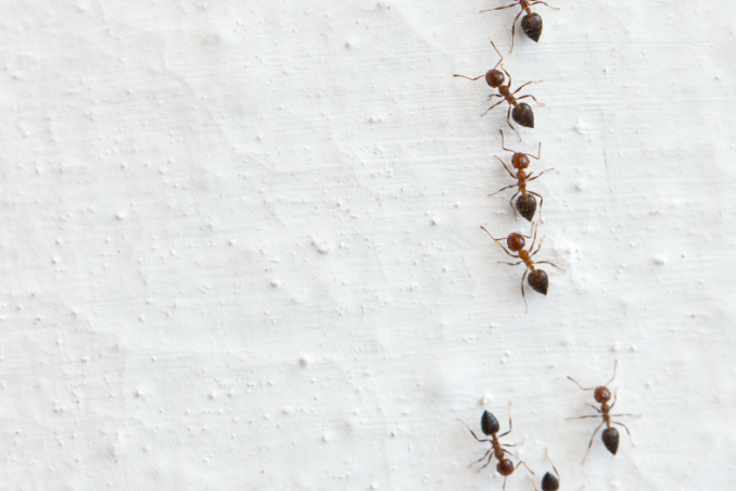 Arriva il caldo, arrivano le formiche