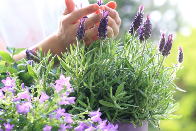 7 motivi per coltivare la lavanda