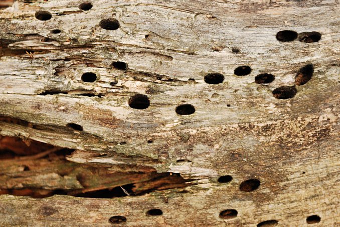 come eliminare i tarli