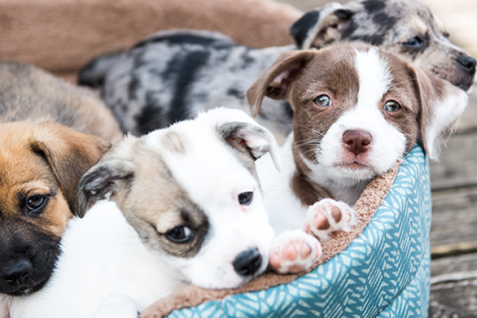 cagnolini cani cagnolina calore tempi cuccioli