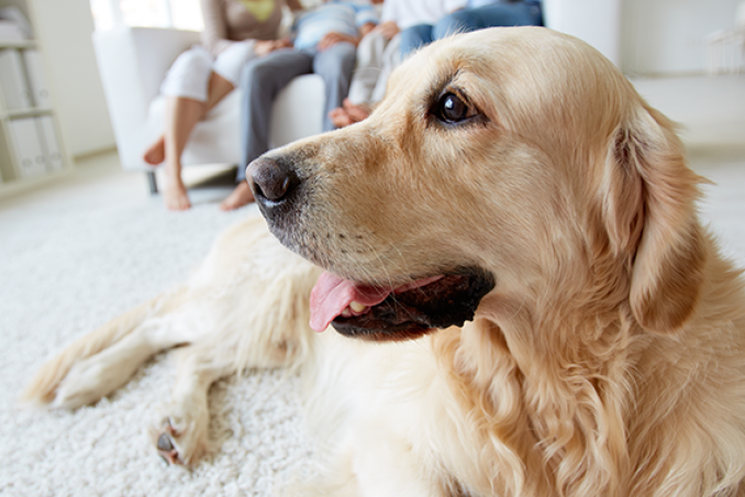 insegnare al cane a fare i bisogni 