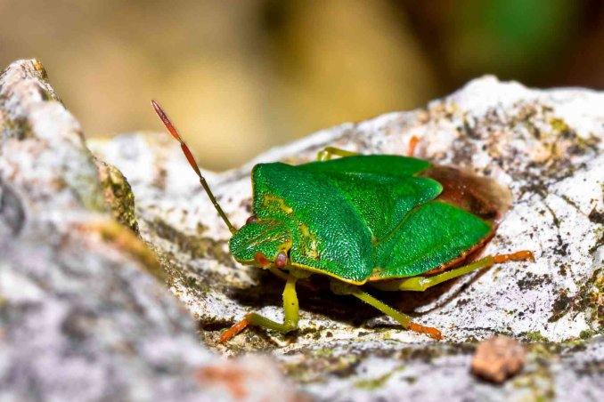 come eliminare le cimici