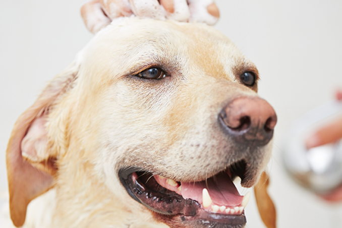 Ogni quanto bisognerebbe fare il bagno al proprio cane
