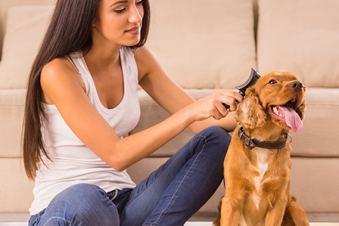 Come toelettare a casa il tuo cane