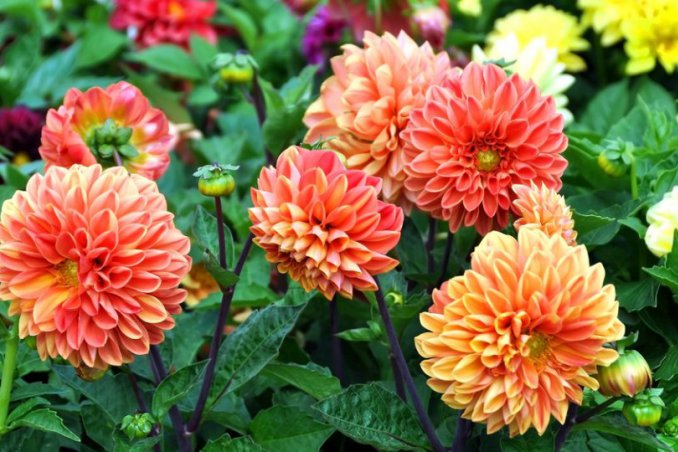 coltivare dalie vaso