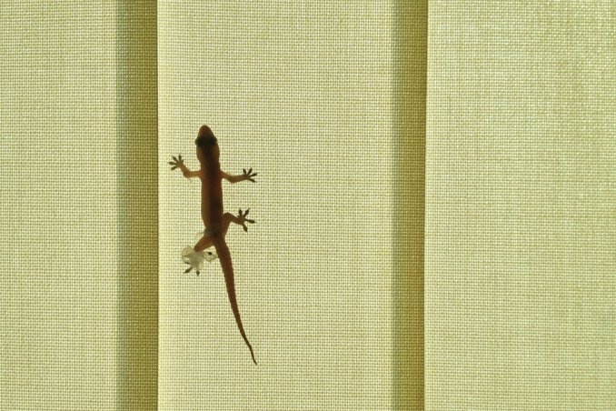 geco casa allontanare, geco casa, eliminare gechi