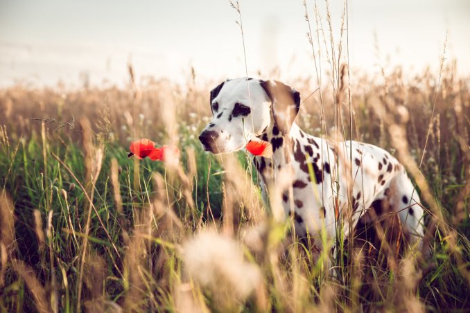 animali domestici, cane, allarme forasacchi