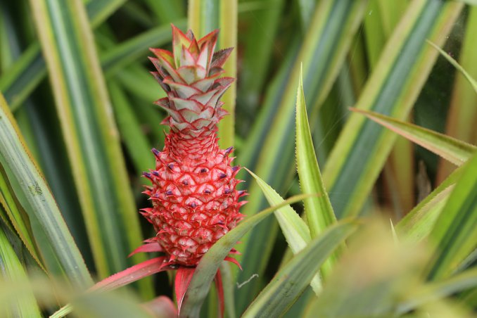 coltivare ananas, come coltivare ananans vaso