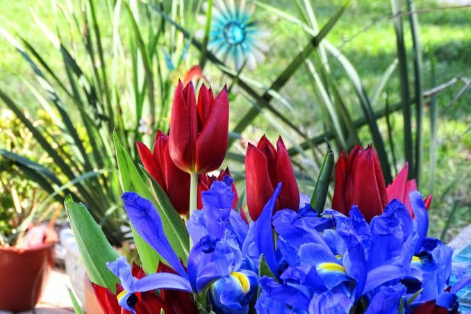  fiori da seminare in autunno, fiori autunnali, bulbi primaverili 