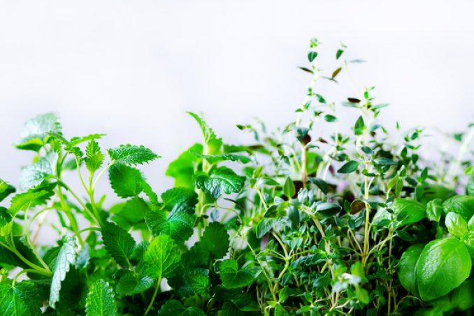 coltivare erbe aromatiche, coltivare piante aromatiche