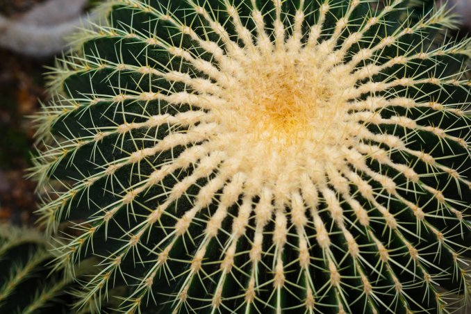 cuscino della suocera pianta, coltivare piante grasse