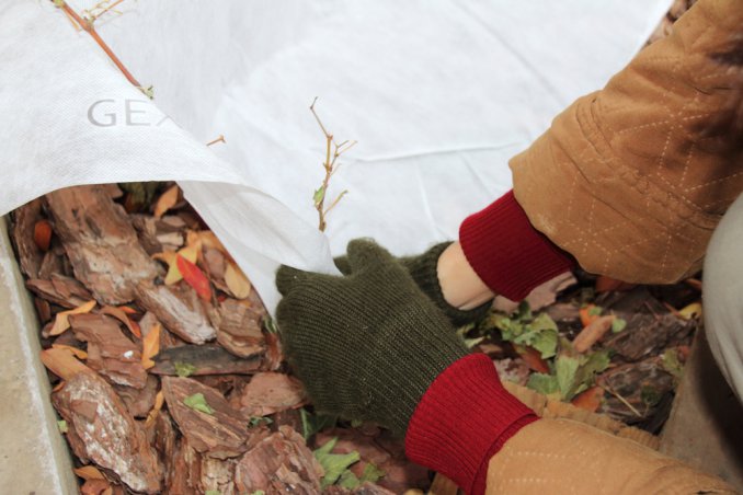 proteggere piante dal freddo, proteggere radici dal freddo, giardinaggio d’inverno