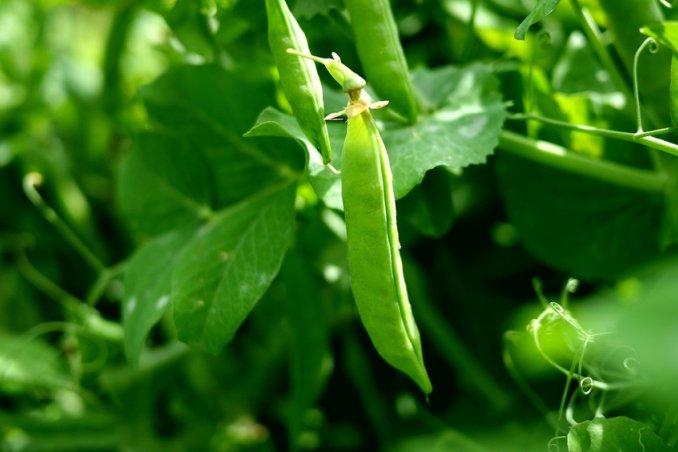 coltivazione piselli, quando seminare piselli