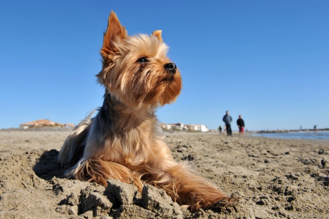 cane spiaggia consigli