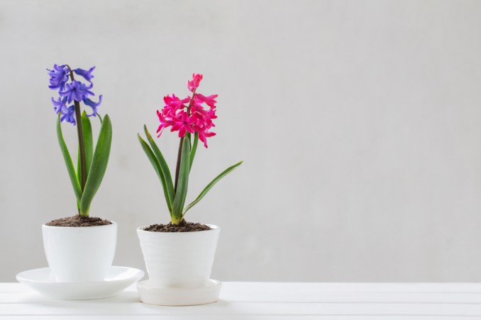 quali fiori coltivare a settembre, quali fiori piantare a settembre