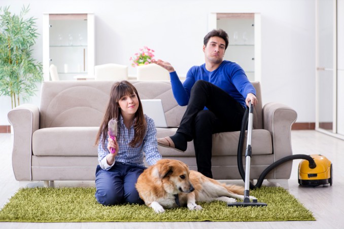 pulci, casa, animali