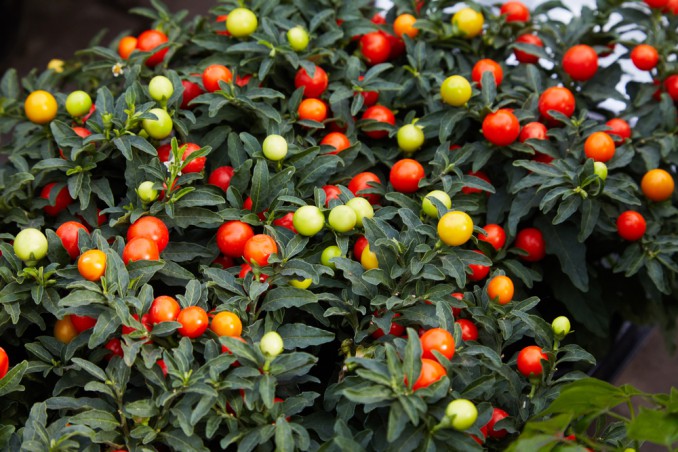 coltivare solanum pseudocapsicum, coltivare ciliegie gerusalemme 