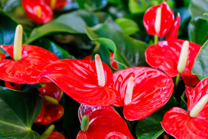coltivare anthurium, coltivare anturio