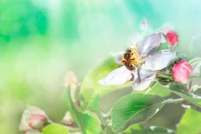 sognare api, sognare api significato, cosa significa sognare api 